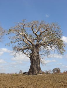 Adansonia digitata Kilifi