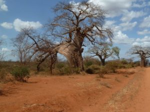 Adansonia digitata Yatta Gap