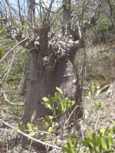 Adansonia digitata dwarf