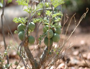 Adenia ellenbeckii fruiting