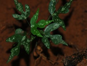 Adenia kirkii