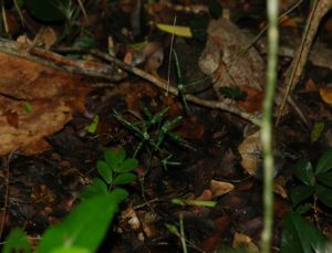 Adenia kirkii Arabuko