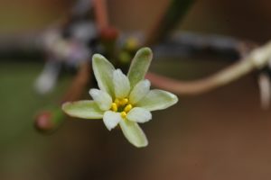 Adenia sp. flower