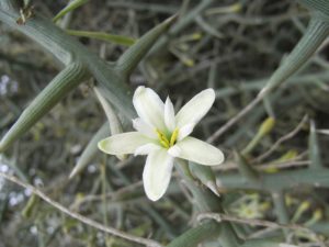 Adenia venenata flower