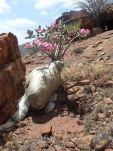 Adenium obesum