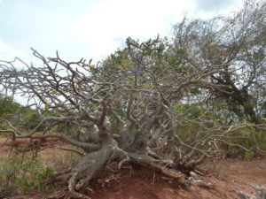 Adenium obesum Sagala