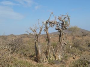 Adenium somalense