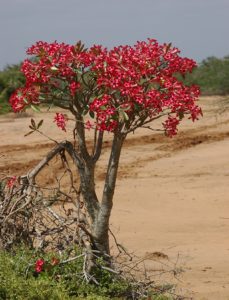 Adenium somalense Hola