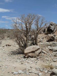 Adenium somalense Laisamis