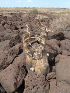 Adenium somalense West of Marsabit