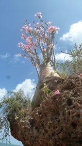 Adenium somalense bright flowers