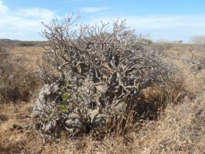 Adenium somalense fat