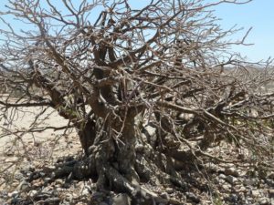 Adenium somalense hugh plant