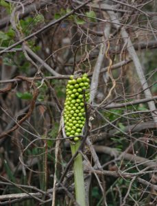 Amorphohallus maximus