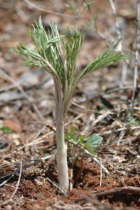 Amorphophallus gallaensis