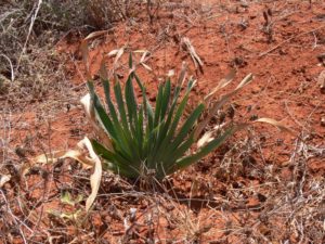 Boophane disticha