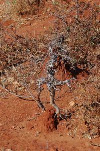 Boswellia neglecta