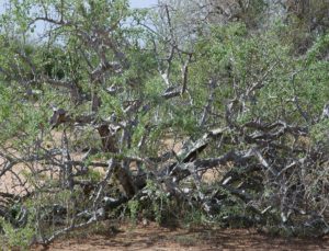 Boswellia neglecta Garissa