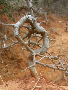 Boswellia neglecta bended