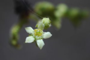 Boswellia neglecta flower