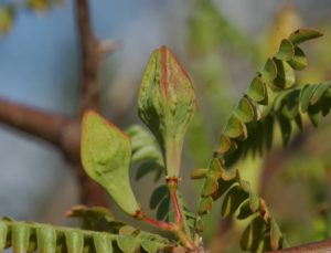 Boswellia neglecta fruit