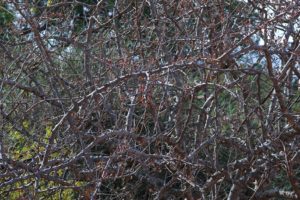 Boswellia neglecta fruiting