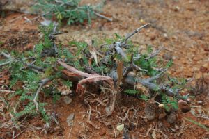 Boswellia neglecta with Dorstenia lancifolia