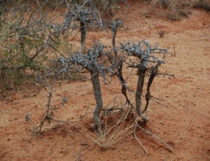 Boswellia neglecta with Lannea elata