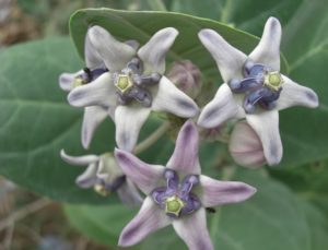 Calotropis procera