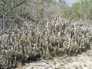 Caralluma-speciosa