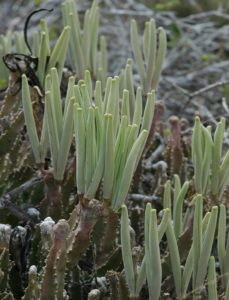 Caralluma speciosa fruiting