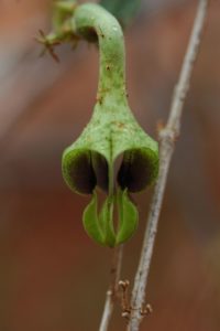 Ceropegia somalense