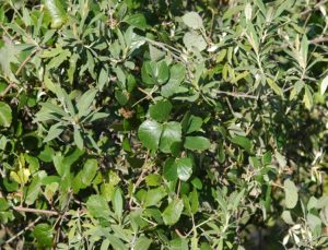 Cissus sp. Londiani