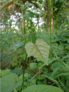 Cissus sp.Kikambala