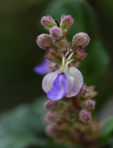 Clerodendrum myricoides flower