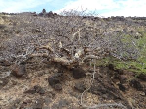 Commiphora West of Marsabit