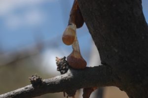 Commiphora bleeding