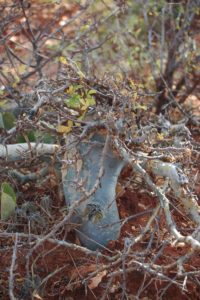 Commiphora blue bark