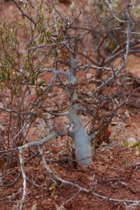 Commiphora eminii