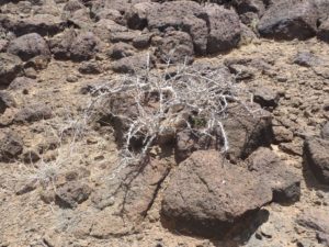 Commiphora kua in rocks