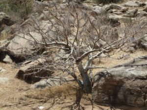 Commiphora longipedecellata