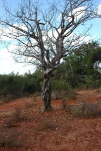 Commiphora mildbraedtii