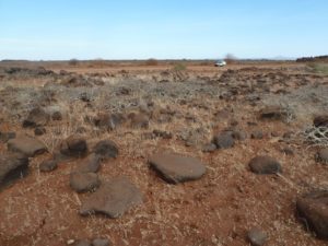 Commiphora sp. Logologo field