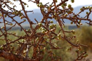 Commiphora sp. fruiting