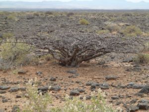 Commiphora sp. large