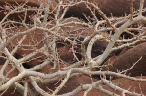 Commiphora sp.Logologo fruiting