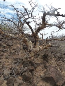 Commiphora spotted trunk