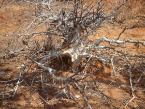 Commiphora white bark