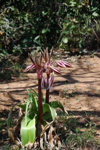 Crinum stuhlmannii