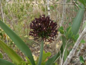 Cryptostephanus haemanthifolia